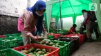 Warga memilih buah-buahan di lapak sayur dan buah hasil sortiran penjual sayur online di  Jakarta, Kamis (12/11/2020). Kementerian Perdagangan mengklaim pandemi Covid-19 menjadi momentum sektor pertanian di dalam negeri semakin subur. (Liputan6.com/Angga Yuniar)