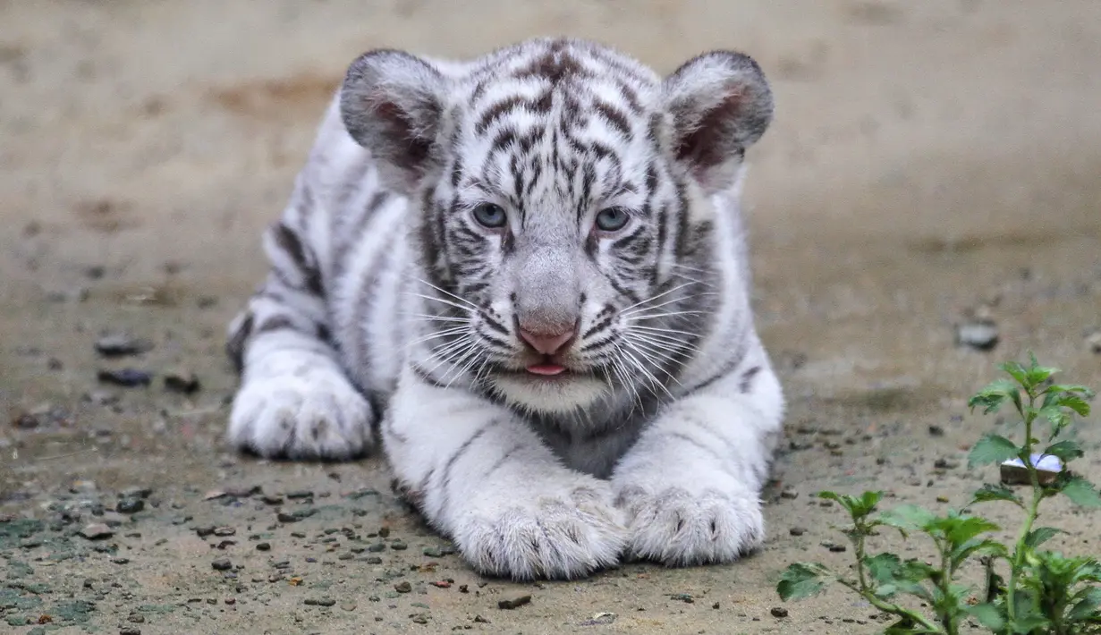 Seekor harimau putih atau harimau benggala terlihat di kebun binatang di Chittagong, Bangladesh (12/9). Pihak berwenang kebun binatang mengatakan harimau putih ini pertama yang lahir dan dibesarkan di kebun binatang Bangladesh. (AFP Photo/Habibur Rob)
