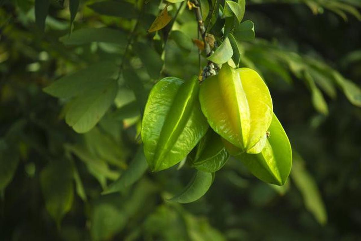 8 Jenis Pohon Buah Tahan Kemarau untuk Pekarangan Rumah, Tetap Panen di Musim Kering
