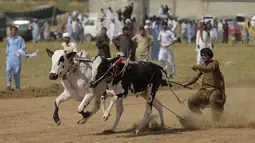 Para penonton menyaksikan dan bersorak-sorai saat para petani berlomba dengan sapi jantan mereka dalam kompetisi balapan sapi tradisional di pinggiran Islamabad, Pakistan, Minggu (27/6/2021). Ditengah pandemi covid-19, balapan sapi ini disaksikan banyak penonton. (Farooq NAEEM/AFP)
