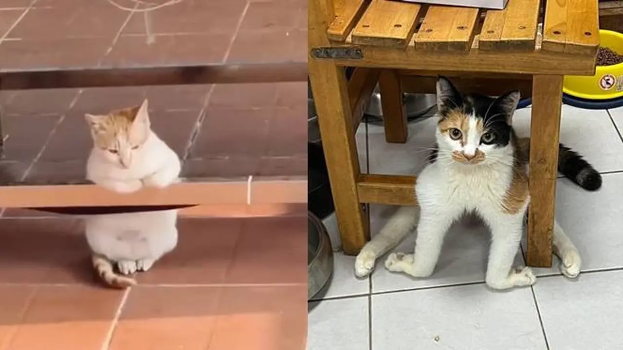 10 Potret Lucu Pose Kucing saat Duduk Ini Bikin Gemas