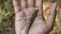 Temuan Langka Fosil Tulang Manusia Purba Kerdil 'Hobbit' dari Indonesia Ini Lebih Kecil dan Berevolusi