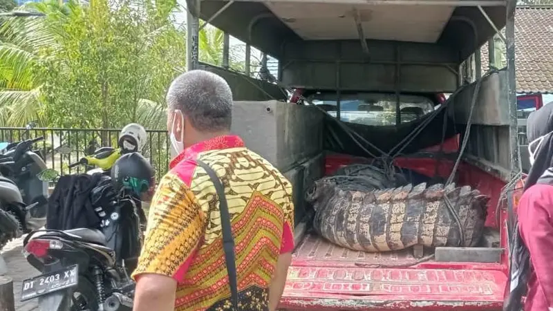 warga menangkap seekor buaya berukuran hampir 4 meter di saluran irigasi di Desa Biru, Kecamatan Poleang Timur, Kabupaten Bombana.(Foto ;Algasali)