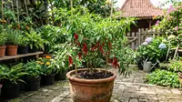 Cara Merawat Tanaman Cabai agar Akar Kuat, Daun Rimbun dan Tidak Mudah Rontok