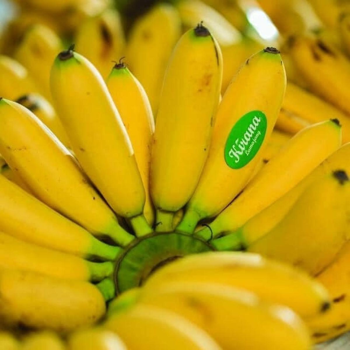 Pisang Mas Kirana Lumajang