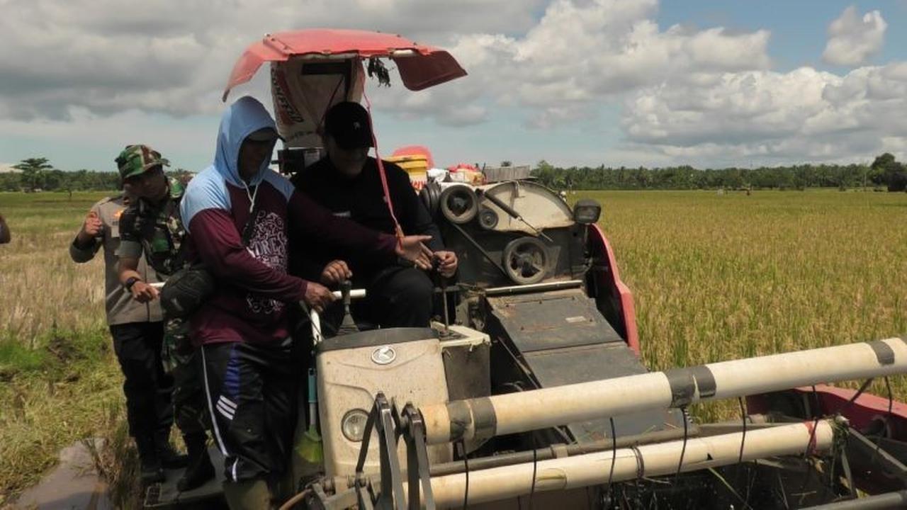 Wow, Luas Tanam Padi Pasaman Barat Capai 8.794 Hektare, Target 20 Ribu Lebih!
