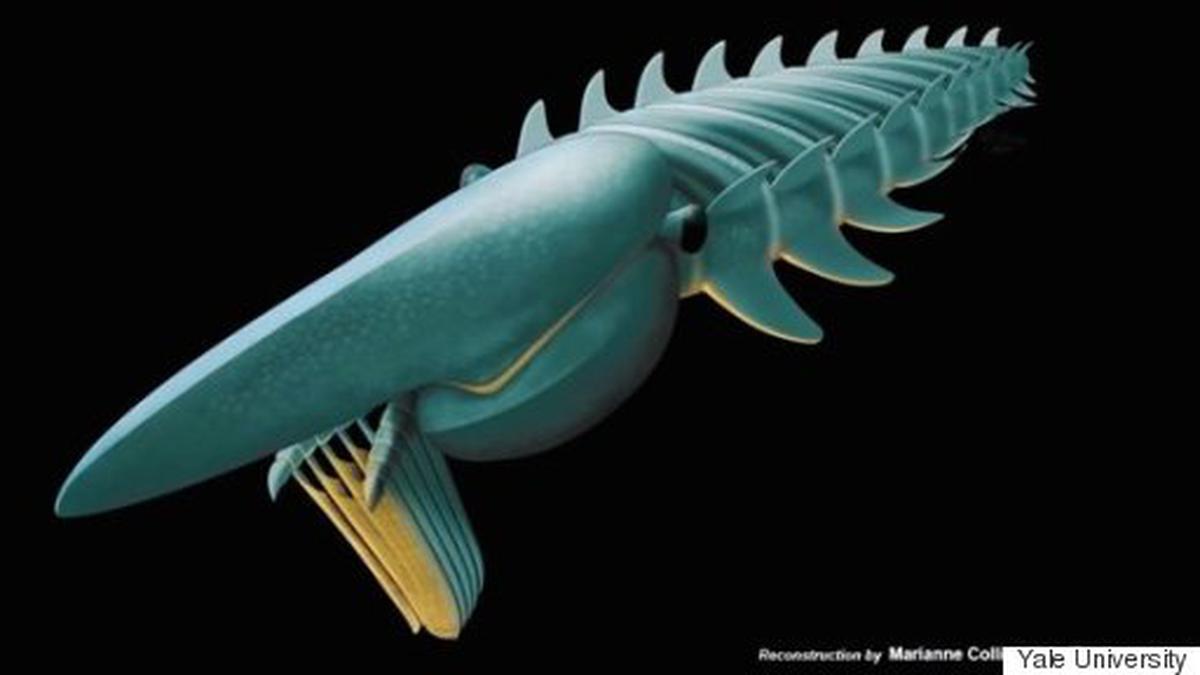 Dua Makhluk Mungil ini Pernah Jadi Hewan Terbesar di Dunia - Global