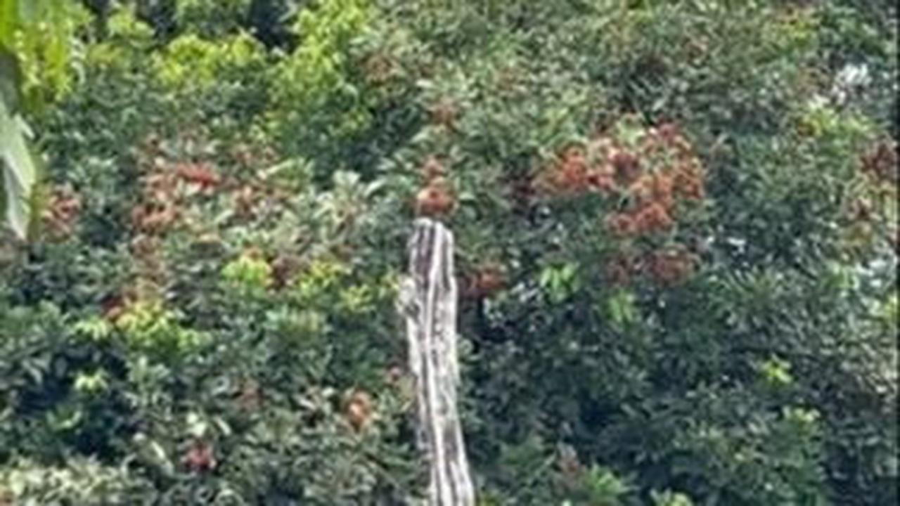 Indah lalu menunjukkan beberapa pohon buah yang ada di kebun milik orang tuanya.<br>