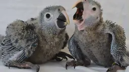 Dua anak ayam jenis Macaw Spix bernama Karla (kanan) dan Tiago menjadi koleksi langka konservasi satwa liar di ACTP Schoeneiche, Jerman bagian timur, Rabu (14/05/2014) (AFP photo/Patrick Pleul)