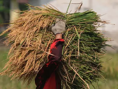 Petani mengangkut hasil panen padi di wilayah Kabupaten Bekasi, Jawa Barat Selasa (7/5/2024). (merdeka.com/Imam Buhori)