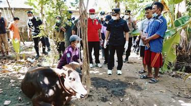 Bupati Lumajang Thoriqul Haq (baju hitam) meninjau pasar hewan ternak sapi untuk pastikan tidak ada yang tertular PMK (Istimewa)