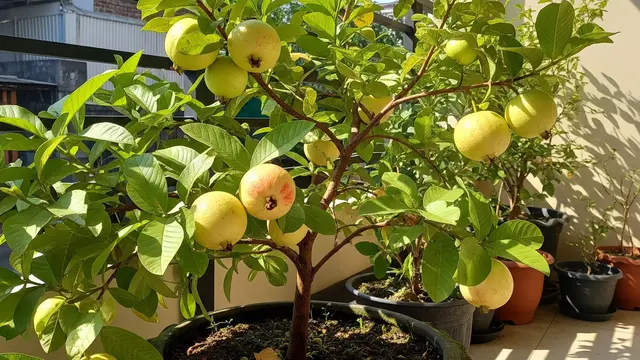 Inspirasi Kebun Buah dengan Tabulampot