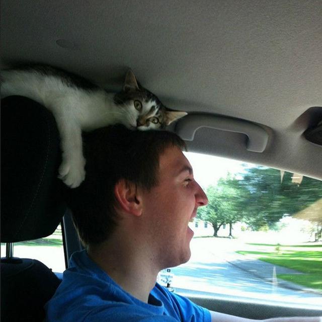 Usil Hingga Bikin Kesal, 10 Potret Kucing Berhasil Ganggu Pemiliknya