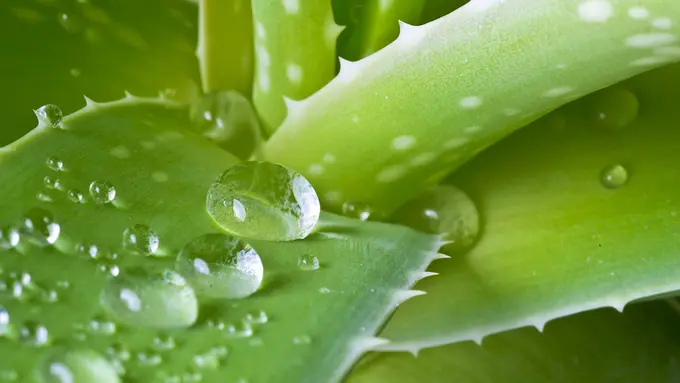aloe vera, image: artnaturals.com