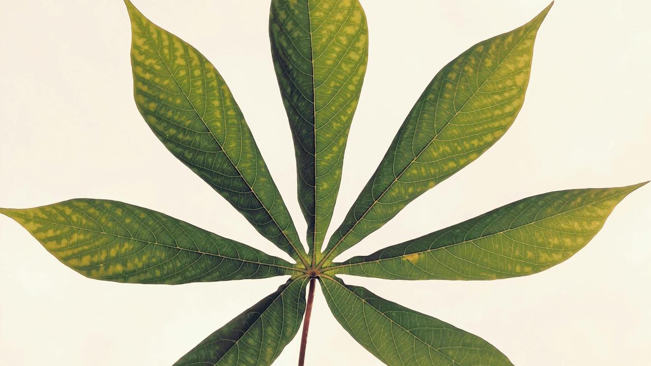 Manfaat Daun Singkong untuk Kesehatan