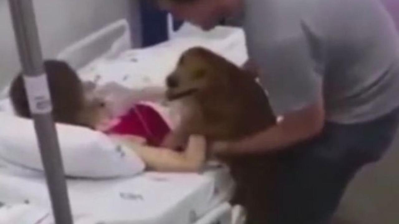 Mengharukan, Pasien Minta Dipeluk Anjingnya saat Sekarat