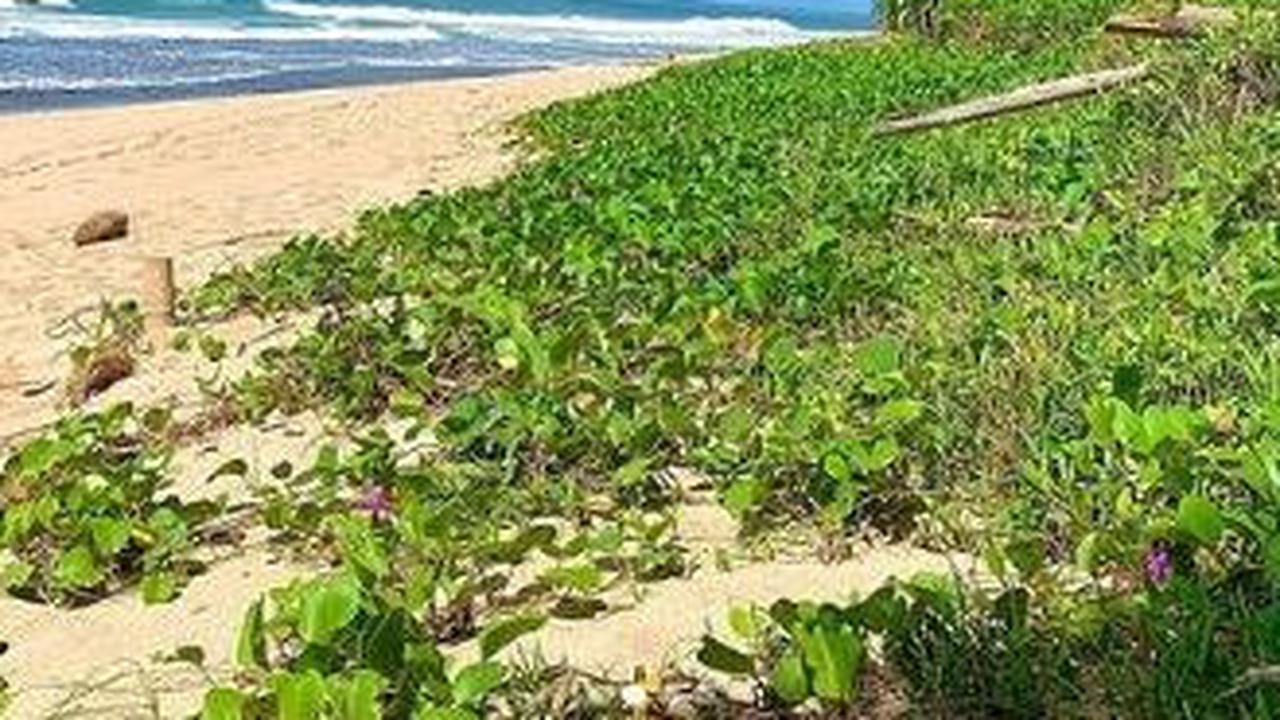 Mengunjungi Pantai Watunene di Gunungkidul, Surga Tersembunyi di Balik Tebing Karang