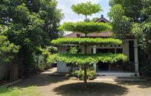 10 Pohon yang Akarnya Tidak Merusak Paving, Cocok Ditanam di Halaman Rumah