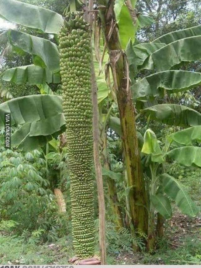 6 Potret Panen Pisang Ini Jadi Sorotan, Rezeki Melimpah