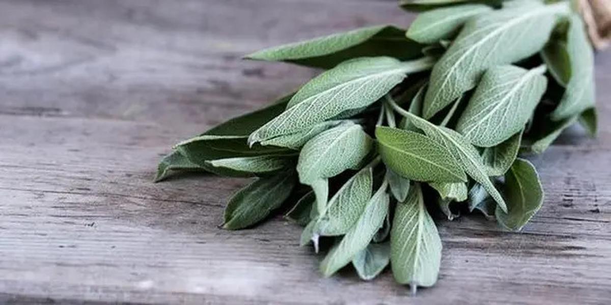 Resep Daun Ajaib Penurun Gula Darah, Rahasia Kesehatan Alami yang Mudah Dicoba