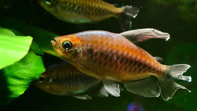 Tetras