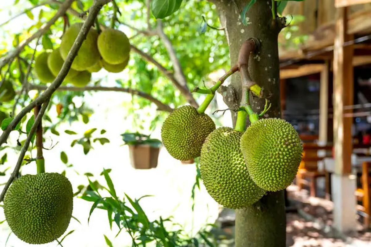 12 Pilihan Pohon Buah untuk Rumah Dekat Sungai agar Tidak Didatangi Ular
