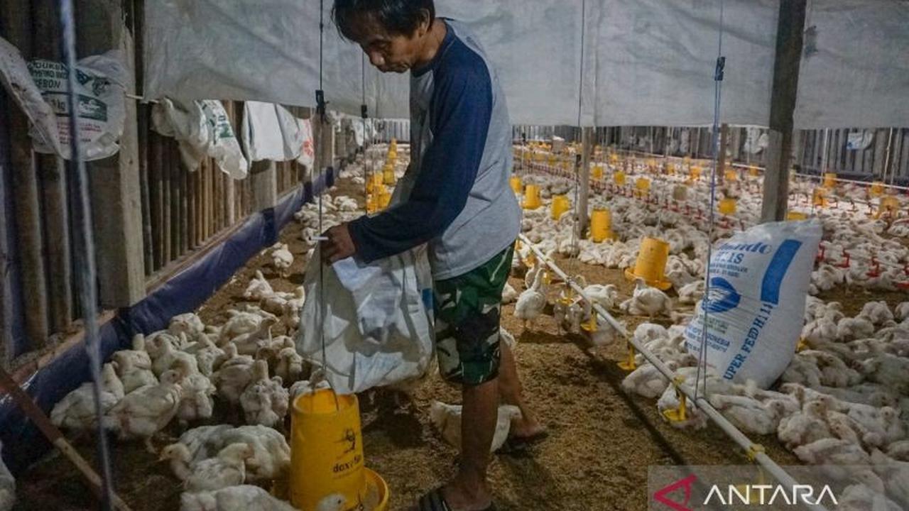 Pemprov NTB Perkuat Kemandirian Pangan Lewat Hilirisasi Unggas Terintegrasi