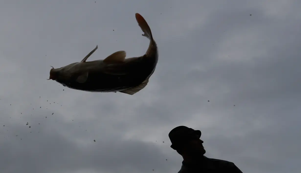 Seekor ikan mas dilemparkan ke udara ketika nelayan menyortir hasil tangkapan mereka selama panen ikan secara tradisional di kolam Horusicky, dekat kota Veseli nad Luznici, Republik Ceko, 24 Oktober 2017. (AP Photo/Petr David Josek)
