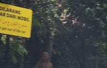 Viral Pengunjung Taman Safari Bawa Bocah Nekat Keluar Mobil Sambil Jalan Santai Saat Safari Journey, Ini Penjelasan TSI