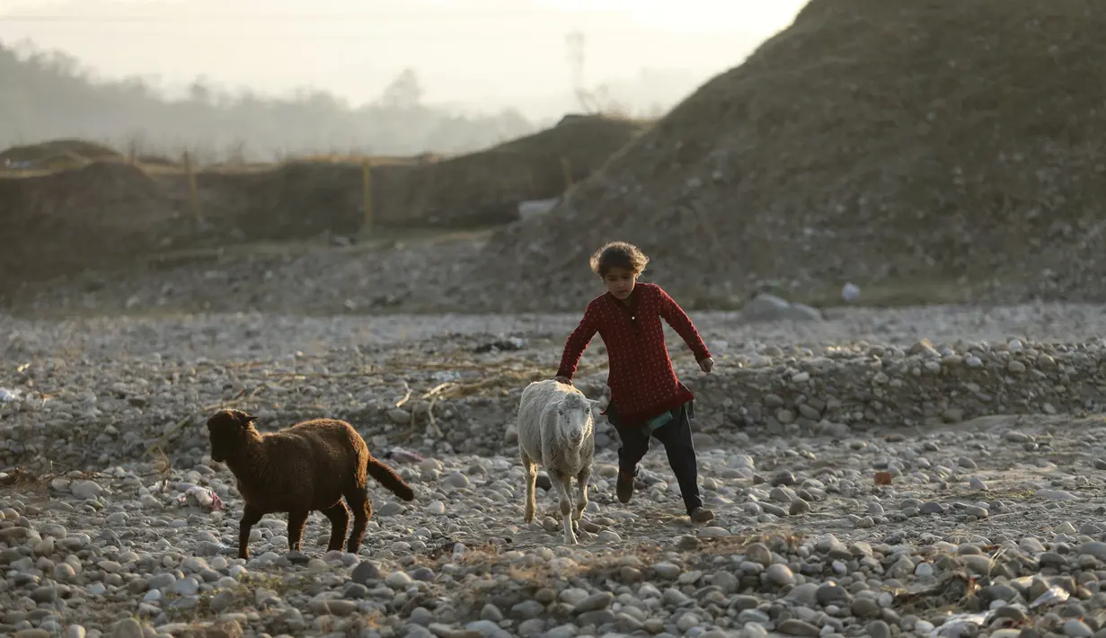 Seorang gadis nomaden Gujjar menggembalakan kambing ketika kelompok mereka berhenti sementara di jalan raya Jammu-Srinagar di Nagrota, di pinggiran Jammu, India, Selasa (9/11/2021). Anggota suku tersebut pindah dari perbukitan untuk menghindari musim dingin. (AP Photo/Channi Anand)
