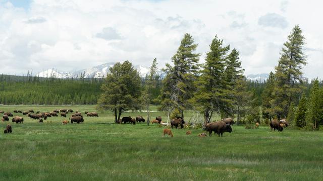 Yellowstone National Park