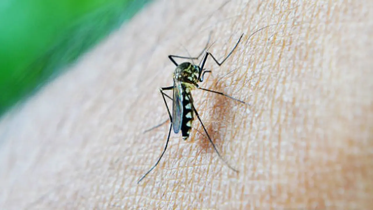 Ilustrasi virus Zika/Pixabay.