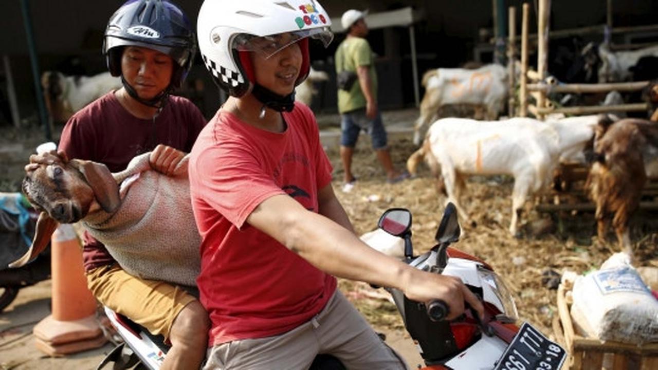 Kisah semangat bocah penjaga dagangan hewan kurban