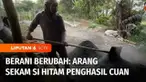 Kulit padi atau sekam di tangan Syukur, warga Kabupaten Magelang, bisa diolah menjadi pupuk organik. Selain bisa menjadi pupuk alternatif di tengah mahalnya pupuk kimia. Panen, cuan pun datang, inilah Berani Berubah, episode Arang Sekam Si Hitam Peng...