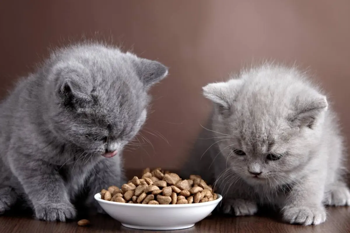 Pawrents Wajib Tahu! Ini Snack Kucing Kaya Nutrisi yang Disukai Banyak Anabul