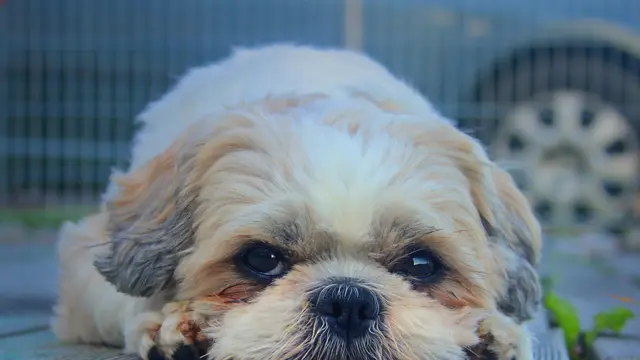 Shih Tzu