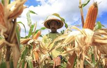 Tahukah Anda? Kementan dan Satgas Pangan Kawal Ketat Distribusi Jagung untuk Peternak, Hindari Penimbunan!