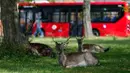 Beberapa ekor rusa bera beristirahat di halaman berumput di area permukiman di London, Inggris (8/4/2020). Rusa yang biasanya terlihat di taman bermunculan di area permukiman London selama karantina wilayah (lockdown) berskala nasional dalam upaya memerangi pandemi Covid-19. (Xinhua/Han Yan)