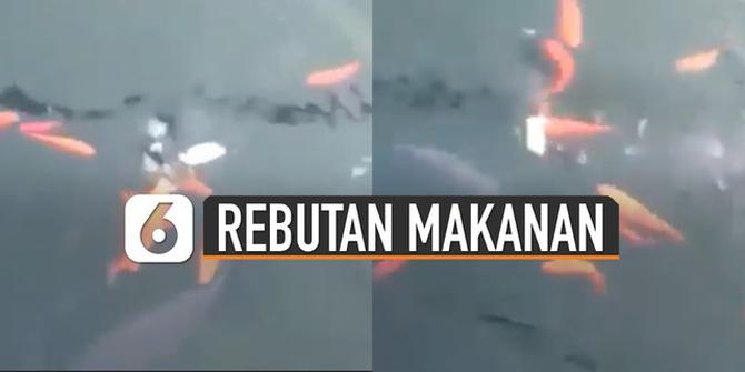 VIDEO: Ikan Rebutan Makanan di Kolam, Endingnya Bikin Geregetan