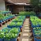 10 Cara Membuat Kebun Pangan Keluarga dari Galon Bekas, Produktif dan Ramah Lingkungan