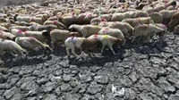 Sejumlah domba melintasi kolam kering saat musim panas di New Delhi, India, (27/5/2015). Cuaca panas ekstrim telah melanda India selatan dan utara dan telah menewaskan lebih ratusan orang. (REUTERS/Anindito Mukherjee)
