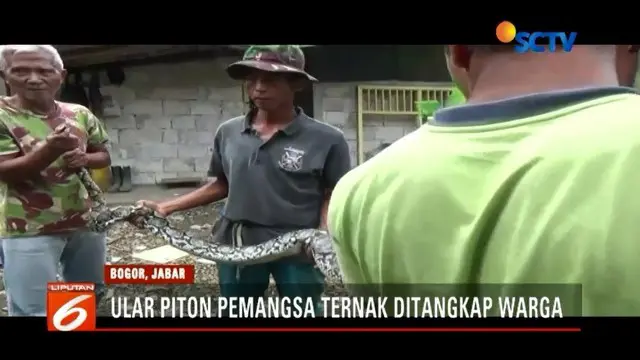 Kesal banyak ternak hilang misterius, warga Ceremai Ujung, Kota Bogor, menangkap seekor ular piton sepanjang tiga meter di bibir tebing Sungai Ciliwung.
