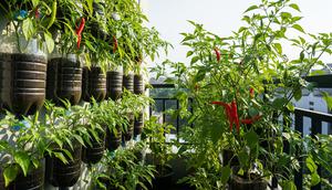 7 Cara Menanam Cabai Subur di Botol Plastik, Panen Banyak Meski Lahan Terbatas (Foto: Gemini AI)