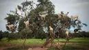 Kambing pemanjat pohon memakan Argania Spinosa, yang dikenal sebagai pohon Argan, di Essaouira, Maroko, Rabu (4/4). Demi mendapatkan buah Argan, kambing-kambing ini rela memanjat pohon hingga ke percabangan paling ujung sekalipun. (AP/Mosa'ab Elshamy)