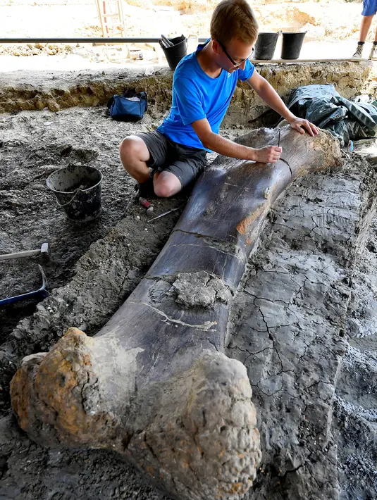 Peneliti National History Museum of Paris, Maxime Lasseron memeriksa tulang paha dinosaurus raksasa Sauropoda yang ditemukan awal minggu lalu di sebuah situs penggalian di barat daya Prancis, 24 Juli 2019. Tulang paha dengan panjang dua meter ini diklaim berusia 140 juta tahun. (GEORGES GOBET/AFP)