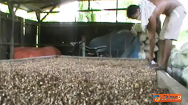 Biji Pinang dan Cokelat Dikeringkan di Dapur Alam
