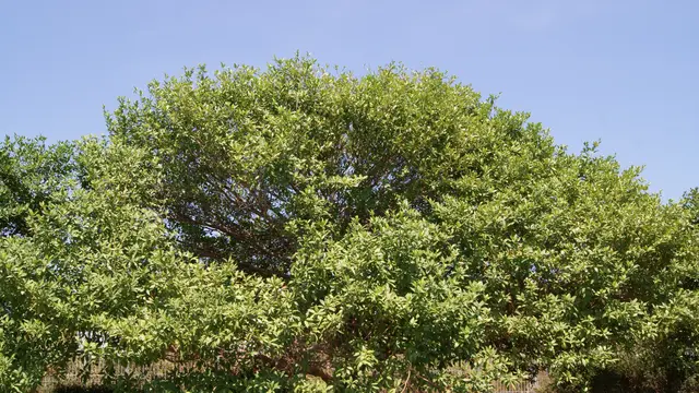 Pohon Nagasari