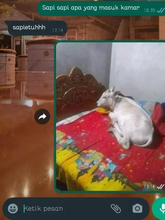 6 Momen Apes Tidur Diganggu Hewan Bikin Elus Dada