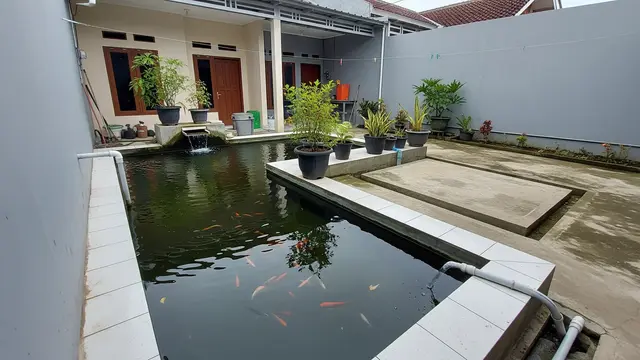 Desain Kolam Ikan Air Tawar yang Mudah Dikuras dan Praktis untuk Rumah Subsidi Model Leter L di Belakang Rumah