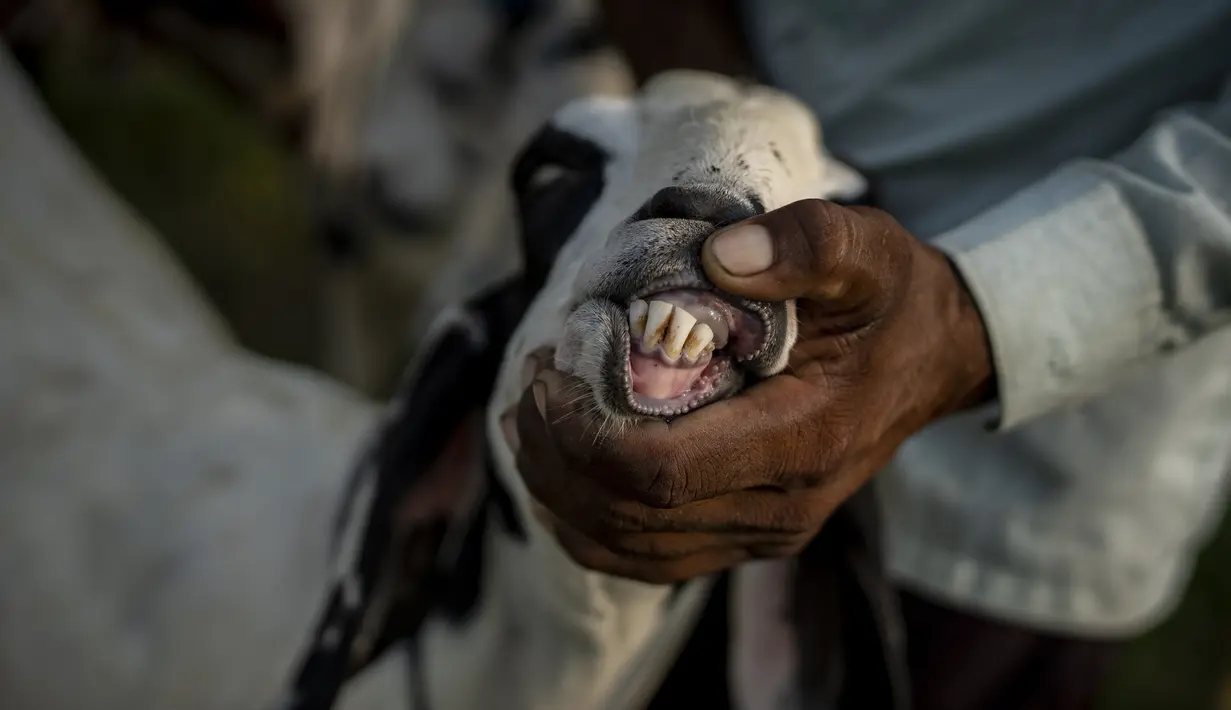 Seorang pria memeriksa gigi kambing untuk menentukan usianya di pasar ternak menjelang Idul Adha di New Delhi, India, Selasa, 5 Juli 2022. Pasar di kawasan tersebut menyediakan kambing dengan berbagai ukuran untuk kurban. (AP Photo/Altaf Qadri)